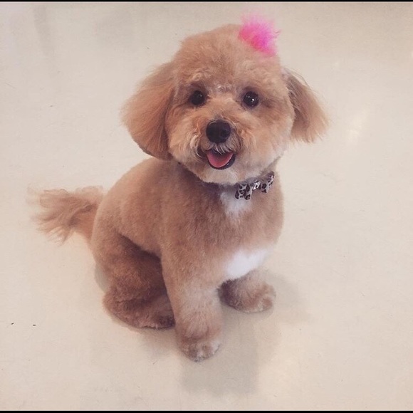 Meet your Posher, Allison - Picture 6 of 7